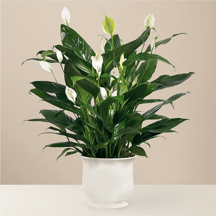 Spathiphyllum (Peace Lily) plant in a 6" White Ceramic Comfort Planter pot