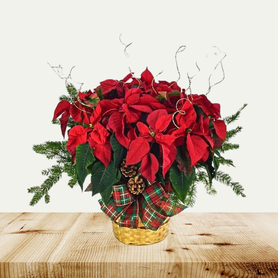 Dressed Poinsettia: 10 Inch